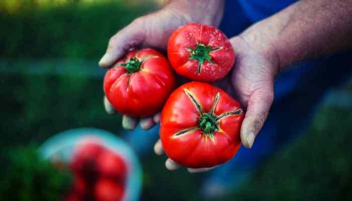 Harvesting tomato