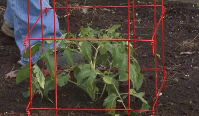 Staking tomato seedlings