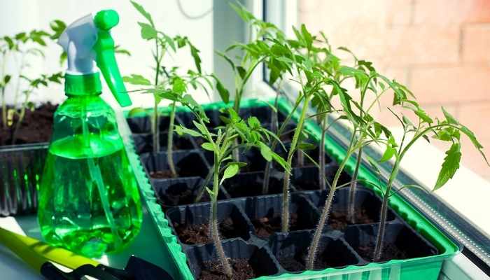 growing and caring of tomato seedlings
