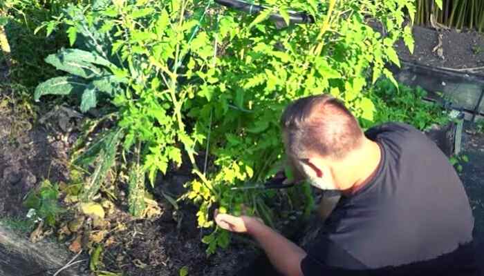 pruning tomato leaves