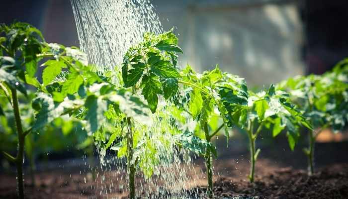 watering on tomato seedlings