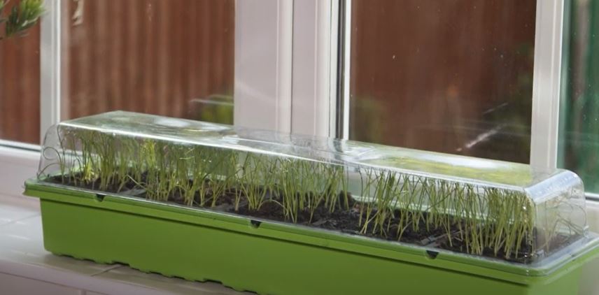 Greenhouse Windowsill Propagators