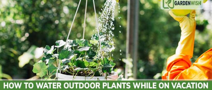 How to Water Outdoor Plants While On Vacation