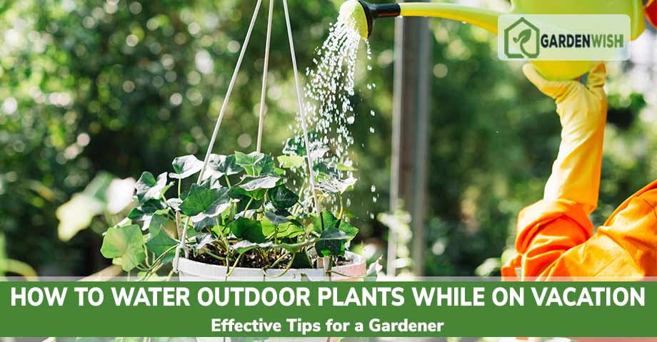 How to Water Outdoor Plants While On Vacation