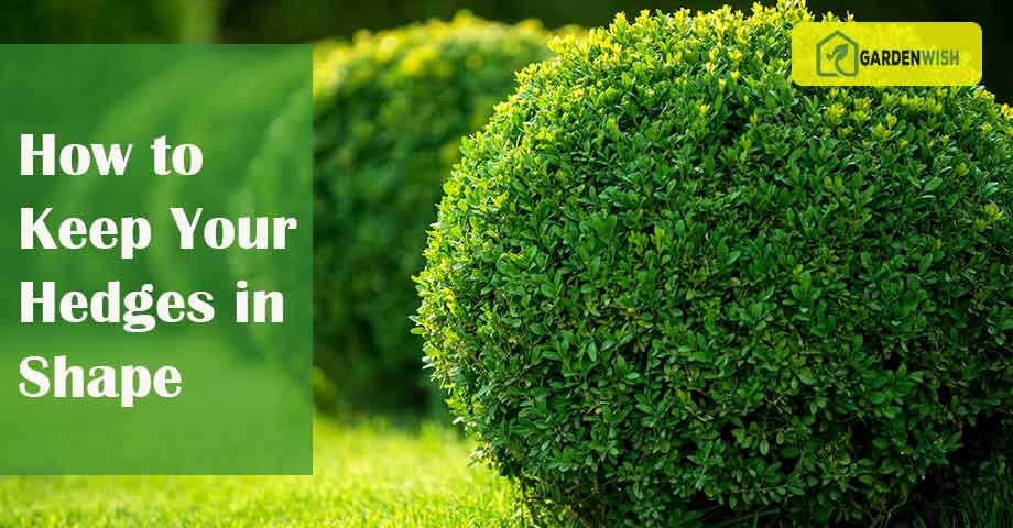 how-to-keep-your-hedges-in-shape